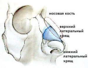 Хрящи носа