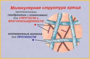 Строение хряща