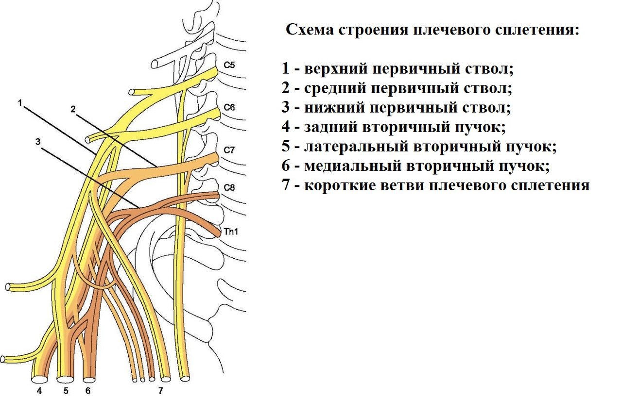 Нервы плеча анатомия картинки