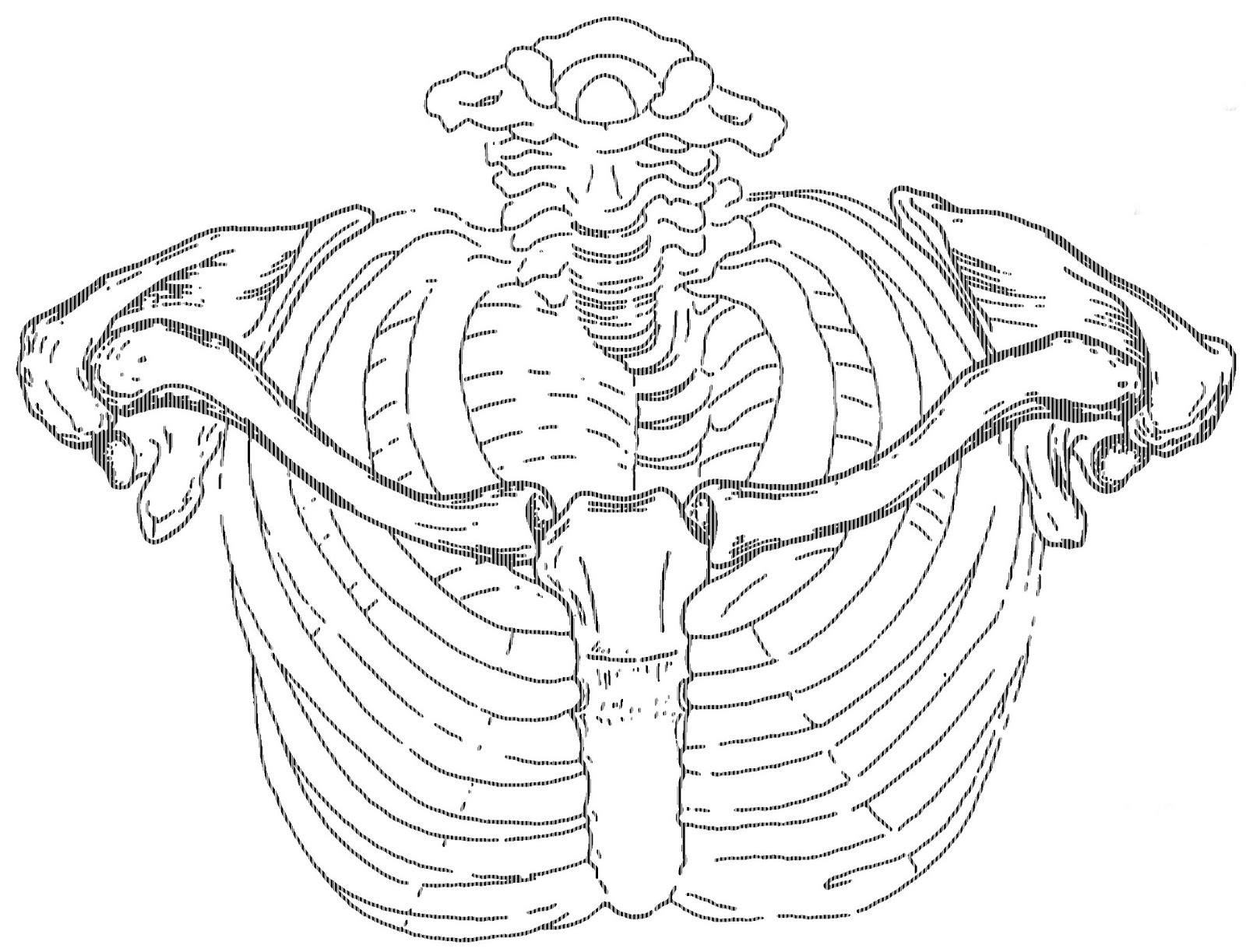 Ключицы анатомия скелета